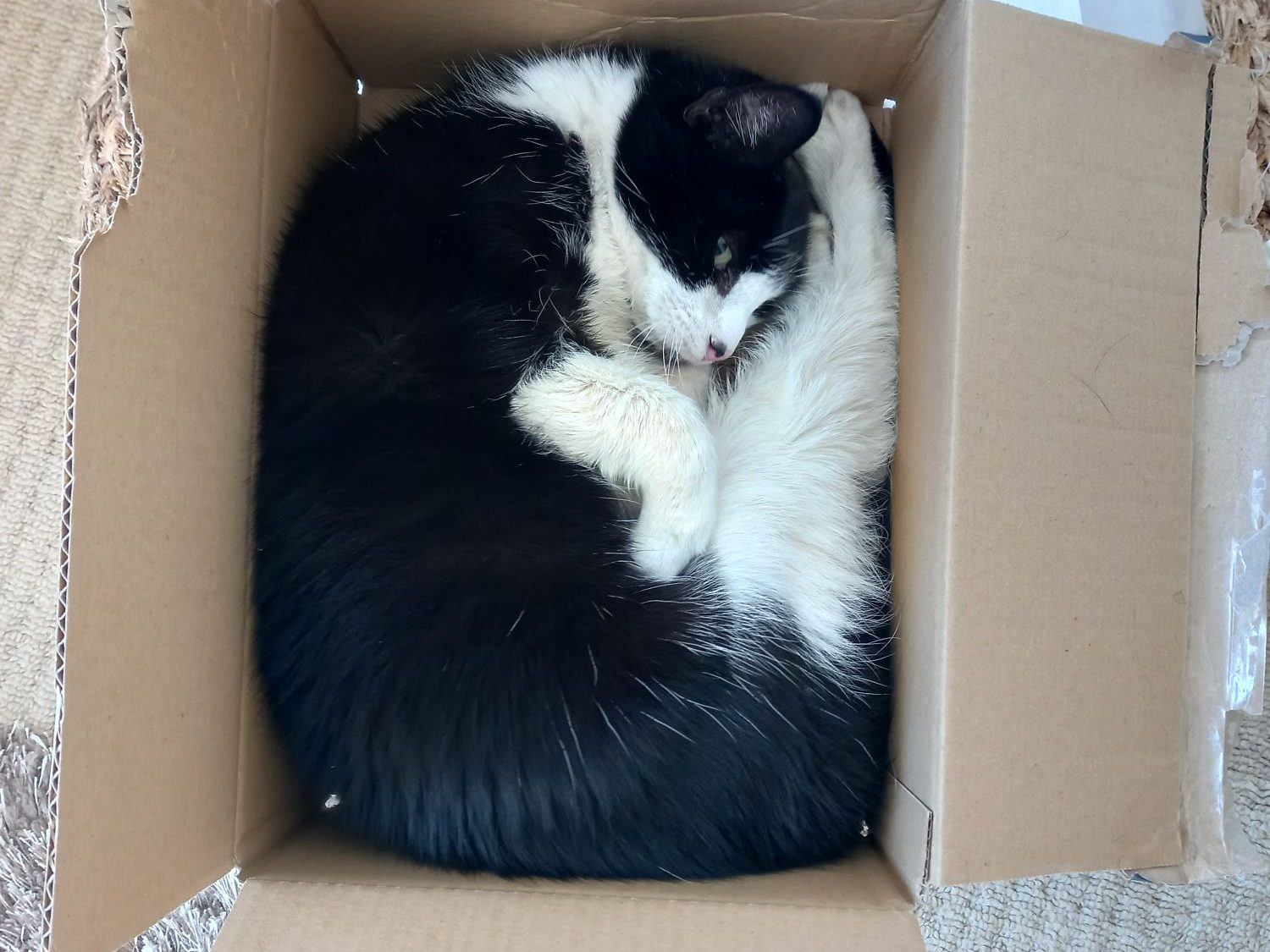 wp-17269164377903245517190498016941